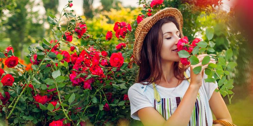 Smelling Roses Inbloom Mastering Scent Stacking: Create a Fragrant Garden Oasis