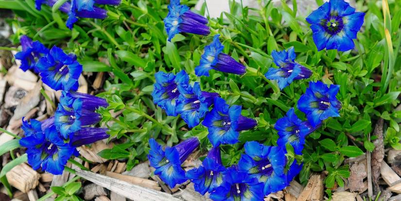 Stemless Gentian