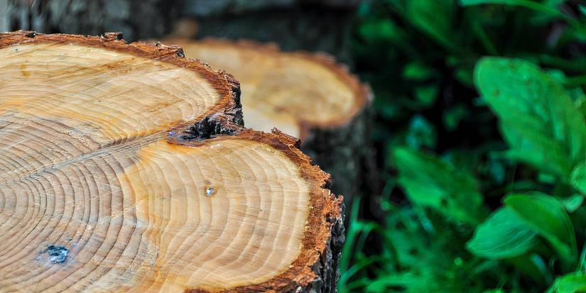 Urban Trees: Nature's Record Keepers of Environmental History
