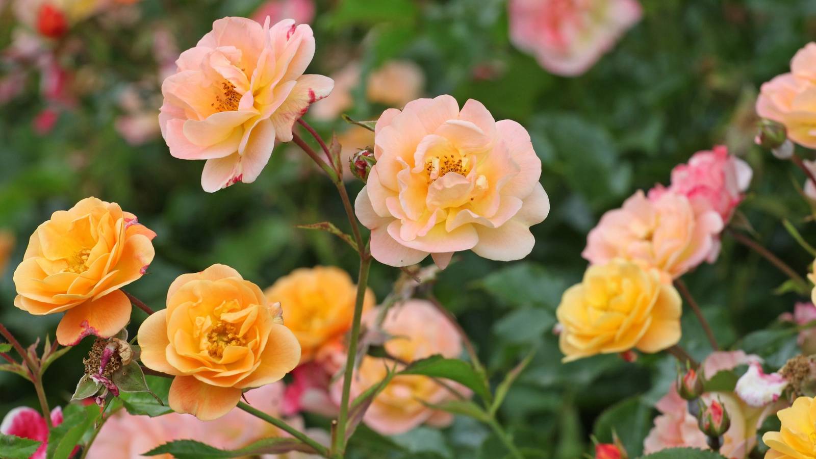 Drought Resistant Roses: The Must-Have Garden Trend for the New Year