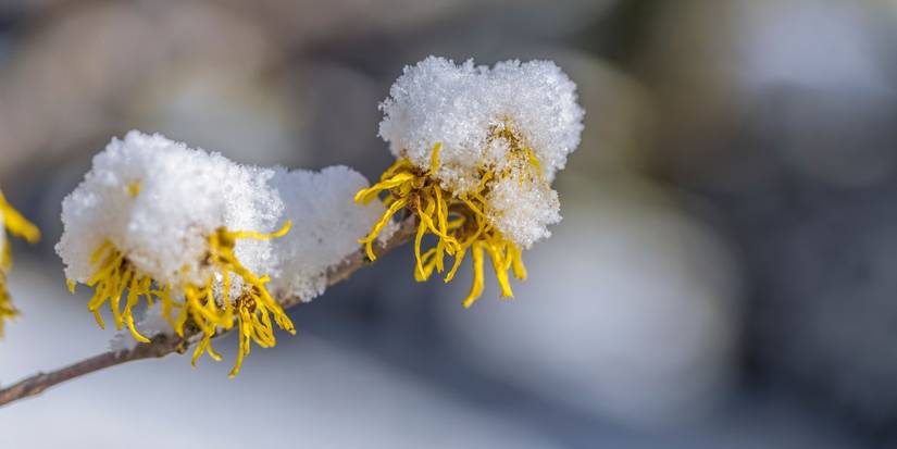 Transform Your Winter Landscape Cheerful Cold-Weather Plants